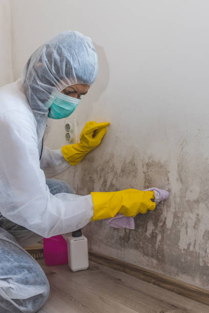 Best Commercial Mold Inspection  in Pleasant Hill, MS